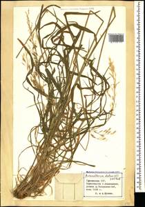 Arrhenatherum elatius (L.) P.Beauv. ex J.Presl & C.Presl, Caucasus, Georgia (K4) (Georgia)
