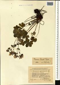 Geranium renardii Trautv. in Trautv., Regel, Maxim. & C. Winkl., Caucasus, Stavropol Krai, Karachay-Cherkessia & Kabardino-Balkaria (K1b) (Russia)