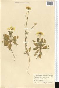 Cymatocarpus pilosissimus (Trautv.) O.E. Schulz, Middle Asia, Kopet Dag, Badkhyz, Small & Great Balkhan (M1) (Turkmenistan)