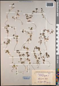 Veronica hederifolia L., Middle Asia, Syr-Darian deserts & Kyzylkum (M7) (Uzbekistan)