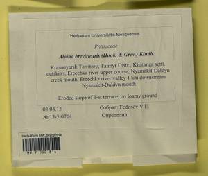 Aloina brevirostris (Hook. & Grev.) Kindb., Bryophytes, Bryophytes - Krasnoyarsk Krai, Tyva & Khakassia (B17) (Russia)