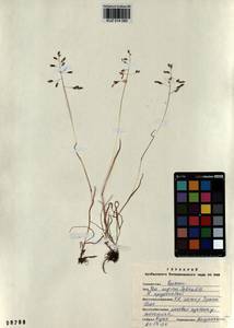 Poa supina Schrad., Siberia, Altai & Sayany Mountains (S2) (Russia)