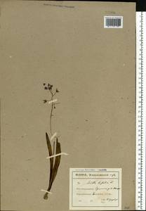 Scilla bifolia L., Eastern Europe, North Ukrainian region (E11) (Ukraine)