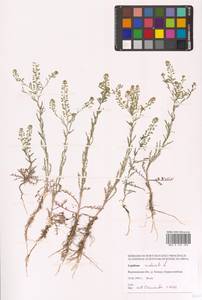 Lepidium ruderale L., Eastern Europe, Central forest-and-steppe region (E6) (Russia)