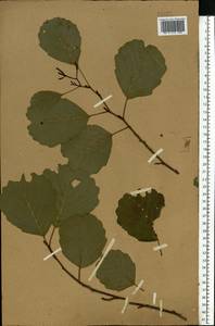 Alnus glutinosa (L.) Gaertn., Eastern Europe, Central forest-and-steppe region (E6) (Russia)
