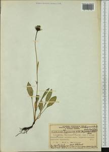 Hieracium nigrescens Willd., Western Europe (EUR) (Norway)