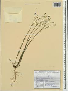 Linum austriacum subsp. squamulosum (Juz.), Crimea (KRYM) (Russia)