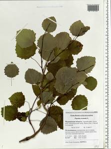 Populus tremula L., Eastern Europe, Northern region (E1) (Russia)