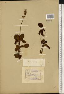 Pyrola minor L., Eastern Europe, Northern region (E1) (Russia)