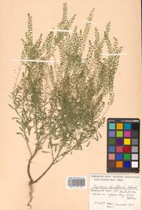 Lepidium densiflorum Schrad., Siberia, Russian Far East (S6) (Russia)