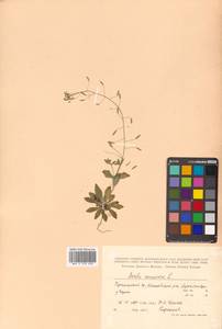 Draba nemorosa L., Siberia, Russian Far East (S6) (Russia)