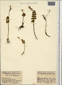 Botrychium lunaria (L.) Sw., Caucasus, Stavropol Krai, Karachay-Cherkessia & Kabardino-Balkaria (K1b) (Russia)