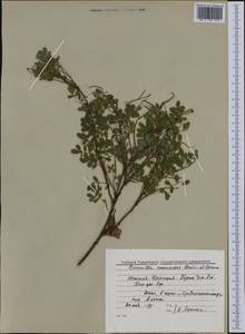 Hippocrepis emerus subsp. emeroides (Boiss. & Spruner)Lassen, Western Europe (EUR) (France)