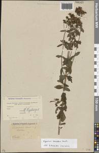 Hypericum maculatum Crantz, Eastern Europe, Moscow region (E4a) (Russia)