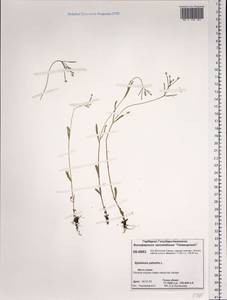 Epilobium palustre L., Siberia, Central Siberia (S3) (Russia)