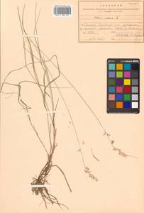 Melica nutans L., Siberia, Russian Far East (S6) (Russia)