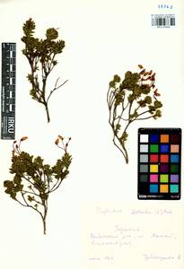 Phyllodoce caerulea (L.) Bab., Siberia, Baikal & Transbaikal region (S4) (Russia)