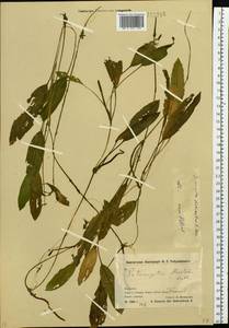 Potamogeton distinctus A.Benn., Siberia, Chukotka & Kamchatka (S7) (Russia)
