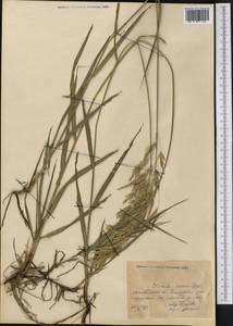 Bromus inermis Leyss., Middle Asia, Northern & Central Kazakhstan (M10) (Kazakhstan)