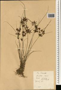 Cyperus, South Asia, South Asia (Asia outside ex-Soviet states and Mongolia) (ASIA) (China)