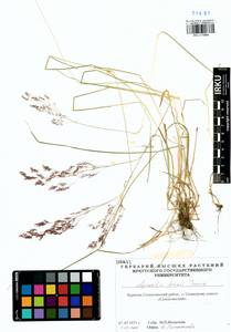 Agrostis vinealis Schreb., Siberia, Baikal & Transbaikal region (S4) (Russia)