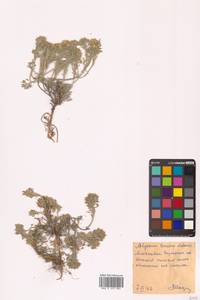 Alyssum lenense Adams, Eastern Europe, Central forest-and-steppe region (E6) (Russia)