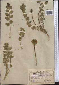 Astragalus platyphyllus Kar. & Kir., Middle Asia, Western Tian Shan & Karatau (M3) (Kazakhstan)
