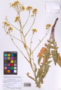 Bunias orientalis L., Eastern Europe, Moscow region (E4a) (Russia)