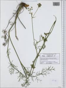 Seseli montanum L., Western Europe (EUR) (North Macedonia)