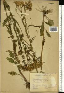 Jacobaea vulgaris subsp. vulgaris, Eastern Europe, Eastern region (E10) (Russia)