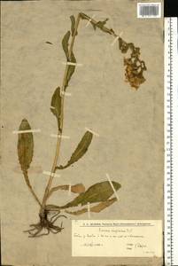 Jacobaea racemosa subsp. kirghisica (DC.) Galasso & Bartolucci, Eastern Europe, Lower Volga region (E9) (Russia)