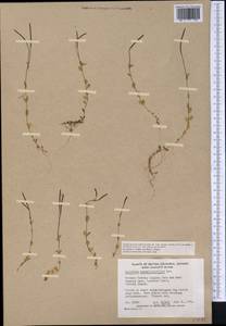 Epilobium anagallidifolium Lam., America (AMER) (Canada)