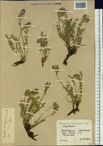 Oxytropis turczaninovii Jurtzev, Siberia, Baikal & Transbaikal region (S4) (Russia)