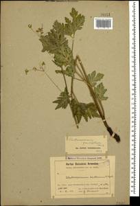 Eleutherospermum cicutarium (M. Bieb.) Boiss., Caucasus, Armenia (K5) (Armenia)