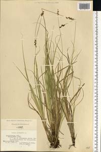 Carex elongata L., Eastern Europe, Moscow region (E4a) (Russia)