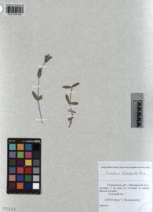 KUZ 004 545, Cerastium holosteoides Fries emend. Hyl., Siberia, Altai & Sayany Mountains (S2) (Russia)