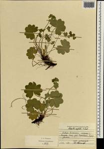 Alchemilla conglobata H. Lindb., Eastern Europe, Central region (E4) (Russia)