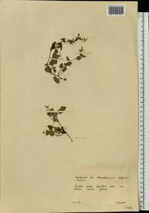 Viola, Eastern Europe, West Ukrainian region (E13) (Ukraine)