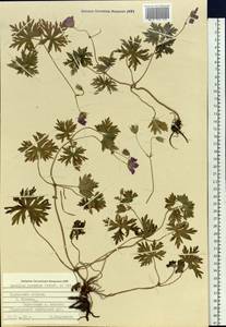Geranium yesoense Franch. & Sav., Siberia, Russian Far East (S6) (Russia)
