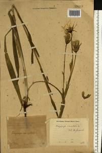Tragopogon pratensis L., Eastern Europe, Eastern region (E10) (Russia)