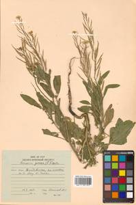 Brassica juncea (L.) Czern., Siberia, Russian Far East (S6) (Russia)