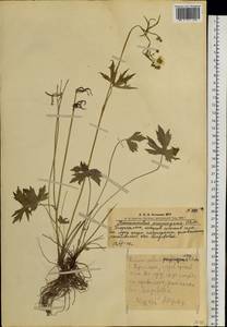 Ranunculus propinquus C.A.Mey., Siberia, Altai & Sayany Mountains (S2) (Russia)
