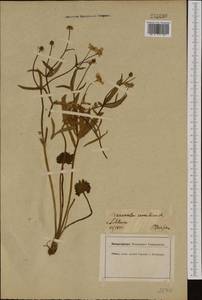 Ranunculus cassubicus L., Western Europe (EUR) (Poland)