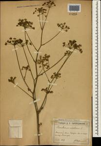 Xanthoselinum alsaticum (L.) Schur, Crimea (KRYM) (Russia)