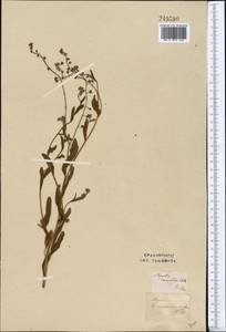 Cuscuta scandens subsp. cesatiana (Bertol.) Holub, Middle Asia, Syr-Darian deserts & Kyzylkum (M7) (Uzbekistan)