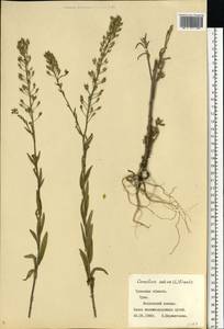 Camelina sativa (L.) Crantz, Eastern Europe, Central region (E4) (Russia)