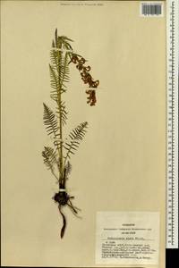 Pedicularis elata Willd., Siberia, Altai & Sayany Mountains (S2) (Russia)
