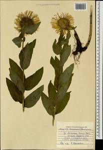 Pentanema orientale (Lam.) D. Gut. Larr., Santos-Vicente, Anderb., E. Rico & M. M. Mart. Ort., Caucasus, Azerbaijan (K6) (Azerbaijan)