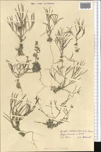 Crucihimalaya tibetica (Hook. fil. & Thomson) Al-Shehbaz, D. A. German & M. Koch, Middle Asia, Pamir & Pamiro-Alai (M2) (Tajikistan)