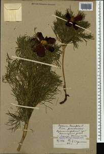 Paeonia tenuifolia L., Caucasus, Stavropol Krai, Karachay-Cherkessia & Kabardino-Balkaria (K1b) (Russia)